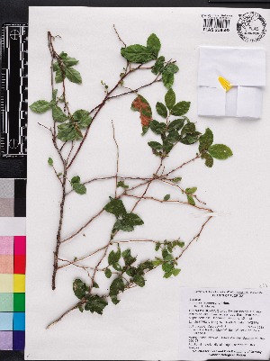  (Eubotrys racemosa - OSBAR000138)  @11 [ ] Copyright (2014) Florida Museum of Natural History Florida Museum of Natural History