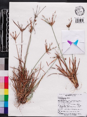  (Cyperus retrorsus - OSBAR000167)  @11 [ ] Copyright (2014) Florida Museum of Natural History Florida Museum of Natural History