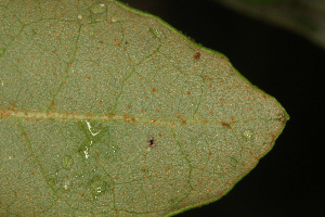  (Lyonia ferruginea - OSBAR000176)  @11 [ ] Copyright (2014) Florida Museum of Natural History Florida Museum of Natural History