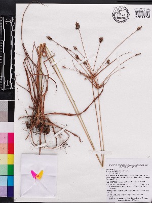  (Cyperus plukenetii - OSBAR000191)  @11 [ ] Copyright (2014) Florida Museum of Natural History Florida Museum of Natural History