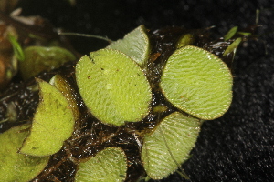  (Salvinia minima - OSBAR000195)  @11 [ ] Copyright (2014) Florida Museum of Natural History Florida Museum of Natural History