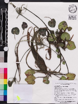  (Limnobium - OSBAR000197)  @11 [ ] Copyright (2014) Florida Museum of Natural History Florida Museum of Natural History