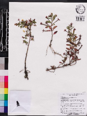  (Ludwigia leptocarpa - OSBAR000198)  @11 [ ] Copyright (2014) Florida Museum of Natural History Florida Museum of Natural History