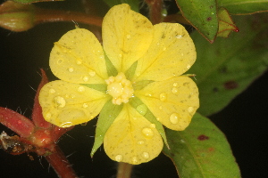  ( - OSBAR000198)  @11 [ ] Copyright (2014) Florida Museum of Natural History Florida Museum of Natural History