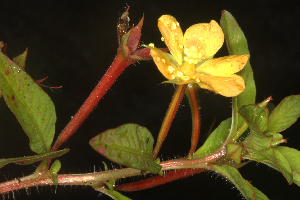 ( - OSBAR000198)  @11 [ ] Copyright (2014) Florida Museum of Natural History Florida Museum of Natural History