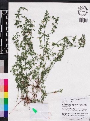  (Galium hispidulum - OSBAR000216)  @11 [ ] Copyright (2014) Florida Museum of Natural History Florida Museum of Natural History