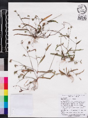  (Murdannia nudiflora - OSBAR000217)  @11 [ ] Copyright (2014) Florida Museum of Natural History Florida Museum of Natural History