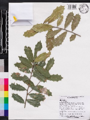  (Ilex opaca - OSBAR000226)  @11 [ ] Copyright (2014) Florida Museum of Natural History Florida Museum of Natural History