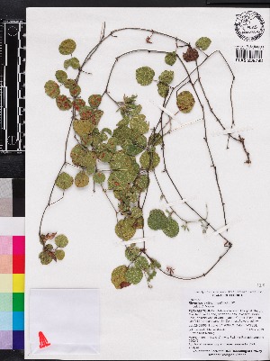  (Rhynchosia difformis - OSBAR000243)  @11 [ ] Copyright (2014) Florida Museum of Natural History Florida Museum of Natural History