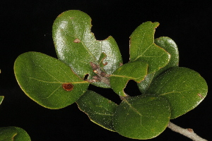  (Quercus myrtifolia - OSBAR000252)  @11 [ ] Copyright (2014) Florida Museum of Natural History Florida Museum of Natural History