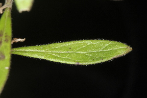  (Scutellaria multiglandulosa - OSBAR000255)  @11 [ ] Copyright (2014) Florida Museum of Natural History Florida Museum of Natural History