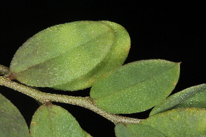  (Crotalaria rotundifolia - OSBAR000274)  @11 [ ] Copyright (2014) Florida Museum of Natural History Florida Museum of Natural History