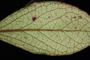  ( - OSBAR000275)  @11 [ ] Copyright (2014) Florida Museum of Natural History Florida Museum of Natural History