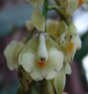  (Epidendrum alticola - ORQ-80.Ep.a)  @11 [ ] CreativeCommons - Attribution (2014) Anne Damon El Colegio de la Frontera Sur