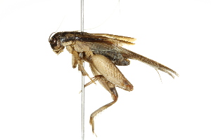  (Lepidogryllus - BIOUG02552-D01)  @15 [ ] CreativeCommons - Attribution (2012) CBG Photography Group Centre for Biodiversity Genomics