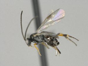  ( - CNC1003023)  @11 [ ] by-sa - CreativeCommons  Attribution Share-Alike (2022) Melanie Beaudin Canadian National Collection of Insects, Arachnids and Nematodes