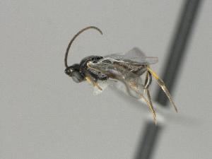  ( - CNC1003120)  @11 [ ] by-sa - CreativeCommons  Attribution Share-Alike (2025) Melanie Beaudin Canadian National Collection of Insects, Arachnids and Nematodes