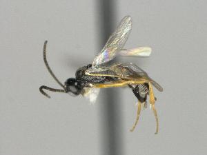  ( - CNC1009739)  @11 [ ] by-sa - CreativeCommons  Attribution Share-Alike (2035) Melanie Beaudin Canadian National Collection of Insects, Arachnids and Nematodes