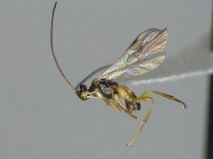  ( - CNC1009778)  @11 [ ] by-sa - CreativeCommons  Attribution Share-Alike (2046) Melanie Beaudin Canadian National Collection of Insects, Arachnids and Nematodes