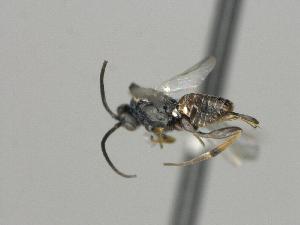  ( - CNC1196290)  @11 [ ] by-sa - CreativeCommons  Attribution Share-Alike (2074) Melanie Beaudin Canadian National Collection of Insects, Arachnids and Nematodes
