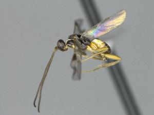  ( - CNC1196302)  @11 [ ] by-sa - CreativeCommons  Attribution Share-Alike (2077) Melanie Beaudin Canadian National Collection of Insects, Arachnids and Nematodes