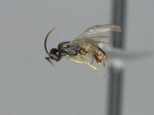  ( - CNC1609713)  @11 [ ] by-sa - CreativeCommons  Attribution Share-Alike (2122) Melanie Beaudin Canadian National Collection of Insects, Arachnids and Nematodes