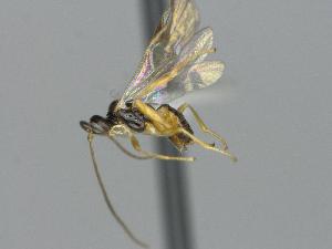  ( - CNC1781907)  @11 [ ] by-sa - CreativeCommons  Attribution Share-Alike (2194) Melanie Beaudin Canadian National Collection of Insects, Arachnids and Nematodes