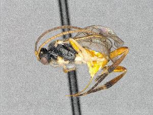  ( - CNC1901486)  @11 [ ] CreativeCommons - Attribution Share-Alike (2022) Unspecified Canadian National Collection of Insects, Arachnids and Nematodes