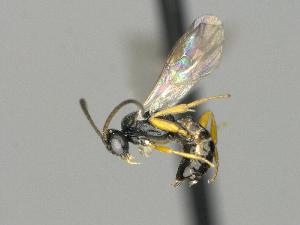  ( - CNC1901593)  @11 [ ] by-sa - CreativeCommons  Attribution Share-Alike (2276) Melanie Beaudin Canadian National Collection of Insects, Arachnids and Nematodes