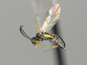  ( - CNC1902491)  @11 [ ] by-sa - CreativeCommons  Attribution Share-Alike (2372) Melanie Beaudin Canadian National Collection of Insects, Arachnids and Nematodes