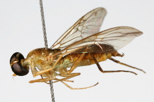  ( - DP-OUBS-0070)  @14 [ ] CreativeCommons - Attribution (2010) CBG Photography Group Centre for Biodiversity Genomics