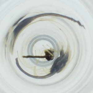  ( - OUMK_001_B12)  @11 [ ] by (2023) Wellcome Sanger Institute (Genome Research Limited) Wellcome Sanger Institute (Genome Research Limited)