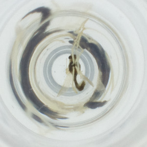  ( - OUMK_002_B12)  @11 [ ] by (2023) Wellcome Sanger Institute (Genome Research Limited) Wellcome Sanger Institute (Genome Research Limited)