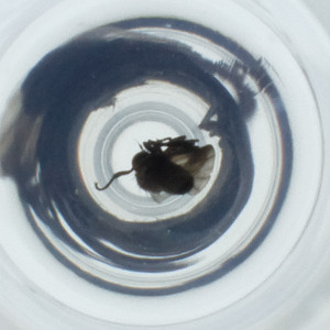  ( - OUMK_002_B7)  @11 [ ] by (2023) Wellcome Sanger Institute (Genome Research Limited) Wellcome Sanger Institute (Genome Research Limited)