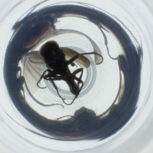  ( - OUMK_002_B8)  @11 [ ] by (2023) Wellcome Sanger Institute (Genome Research Limited) Wellcome Sanger Institute (Genome Research Limited)