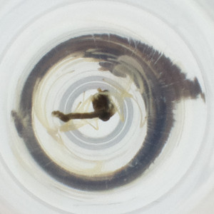  ( - OUMK_002_G9)  @11 [ ] by (2023) Wellcome Sanger Institute (Genome Research Limited) Wellcome Sanger Institute (Genome Research Limited)