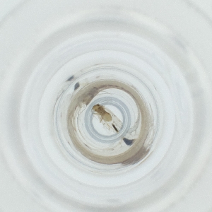  ( - OUMK_011_D2)  @11 [ ] by (2023) Wellcome Sanger Institute (Genome Research Limited) Wellcome Sanger Institute (Genome Research Limited)