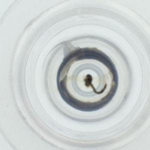  ( - OUMK_024_D9)  @11 [ ] by  Genome Research Ltd as Wellcome Sanger Institute Genome Research Limited operating as Wellcome Sanger Institute