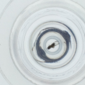  ( - OUMK_029_E6)  @11 [ ] by  Genome Research Ltd as Wellcome Sanger Institute Genome Research Limited operating as Wellcome Sanger Institute