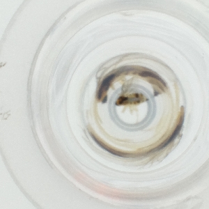  ( - OUMK_031_F9)  @11 [ ] by  Genome Research Ltd as Wellcome Sanger Institute Genome Research Limited operating as Wellcome Sanger Institute