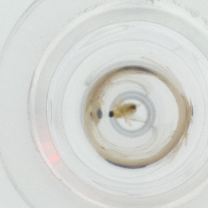  ( - OUMK_032_E11)  @11 [ ] by  Genome Research Ltd as Wellcome Sanger Institute Genome Research Limited operating as Wellcome Sanger Institute