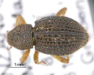  (Paracamptopsis - CNCCOLVG00005576)  @14 [ ] Copyright (2013) Vasily Grebennikov CFIA