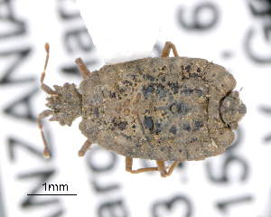  (Dundocoris - CNCCOLVG00005706)  @14 [ ] Copyright (2013) Vasily Grebennikov CFIA