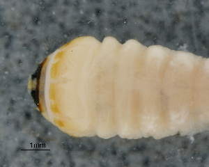  (Xystrocerini - CNCCOLVG00008961)  @12 [ ] Copyright (2015) Vasily Grebennikov CFIA