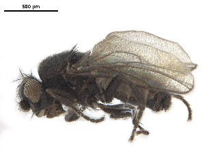  ( - BIOUG26545-B05)  @13 [ ] CreativeCommons - Attribution (2019) CBG Photography Group Centre for Biodiversity Genomics