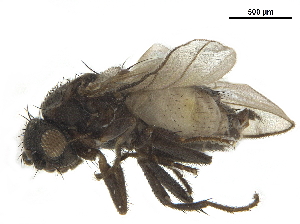  ( - BIOUG26545-B08)  @11 [ ] CreativeCommons - Attribution (2019) CBG Photography Group Centre for Biodiversity Genomics