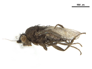  ( - BIOUG26545-B09)  @11 [ ] CreativeCommons - Attribution (2019) CBG Photography Group Centre for Biodiversity Genomics