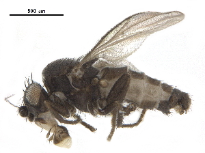 ( - BIOUG26545-B10)  @11 [ ] CreativeCommons - Attribution (2019) CBG Photography Group Centre for Biodiversity Genomics