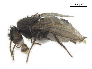  ( - BIOUG26545-B11)  @11 [ ] CreativeCommons - Attribution (2019) CBG Photography Group Centre for Biodiversity Genomics