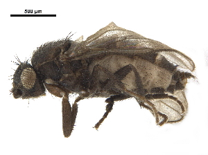  ( - BIOUG26545-C05)  @11 [ ] CreativeCommons - Attribution (2019) CBG Photography Group Centre for Biodiversity Genomics